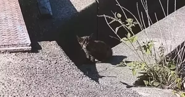 草むらで『何かを発見した犬』→次の瞬間、ガリガリにやせた子猫が現れて…想定外の出会いと胸を打つ展開が80万再生「本当に素敵」「泣ける」