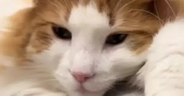 3年間『お手の訓練』を続けてきたネコちゃん→手を出されると…笑えるやり取りの瞬間が24万再生「やってやるよ感」「可愛すぎるｗ」