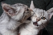 猫同士の間にも『いじめ』は存在するの？注意すべき4つの行動や目撃したときの対処法