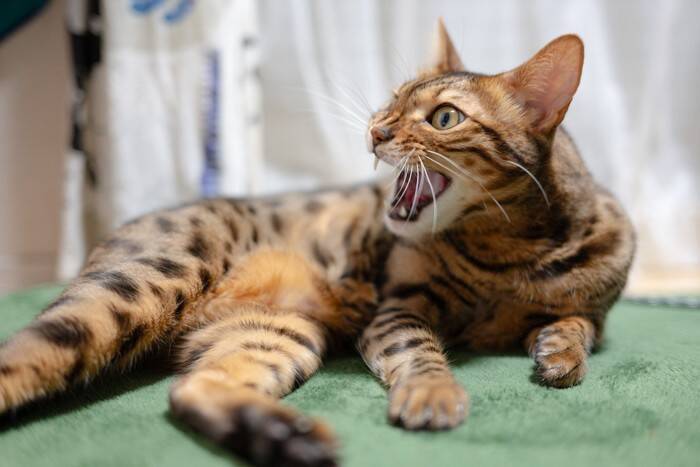 猫同士の間にも『いじめ』は存在するの？注意すべき4つの行動や目撃したときの対処法