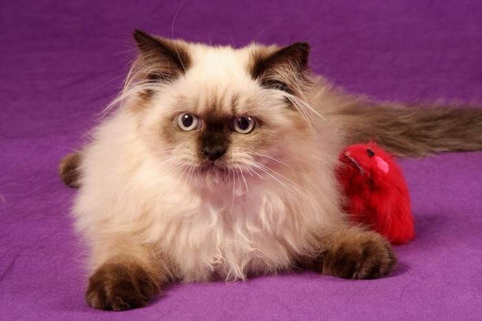 『おとなしい性格』を持つとされている猫種トップ5　あまり鳴かないの？特徴や魅力もご紹介