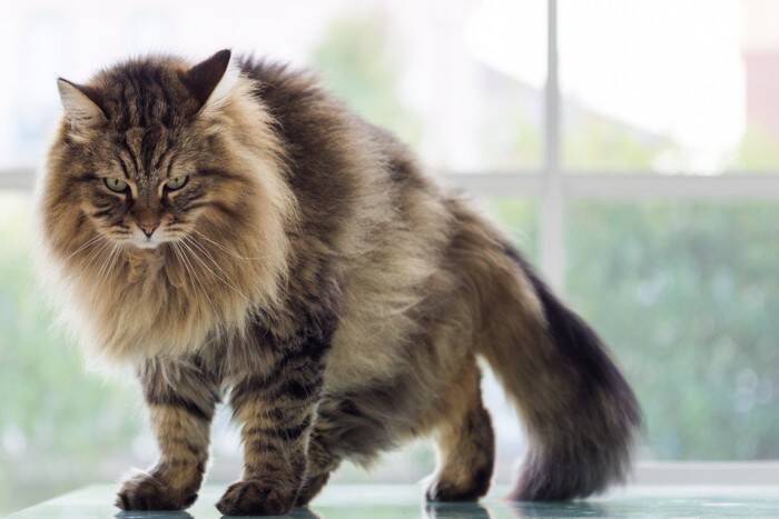 『おとなしい性格』を持つとされている猫種トップ5　あまり鳴かないの？特徴や魅力もご紹介