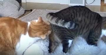 外出中にふと『ペットカメラ』を覗いたら、2匹の猫が……『まさかの瞬間』に爆笑の声続出「クッサァｗｗ」「嗅いだあとの顔に笑った」