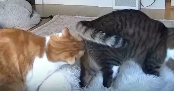 外出中にふと『ペットカメラ』を覗いたら、2匹の猫が……『まさかの瞬間』に爆笑の声続出「クッサァｗｗ」「嗅いだあとの顔に笑った」