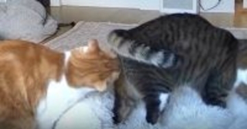 外出中にふと『ペットカメラ』を覗いたら、2匹の猫が……『まさかの瞬間』に爆笑の声続出「クッサァｗｗ」「嗅いだあとの顔に笑った」