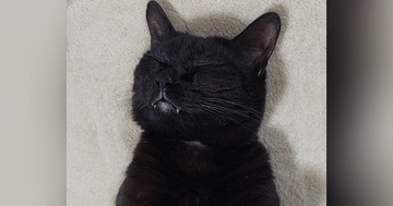 幸せそうな表情ですやすやと眠っていた猫→『おてて』を見たら…『尊い瞬間』に悶絶の声「やばい可愛すぎる」「ノックアウト～」と１万いいね