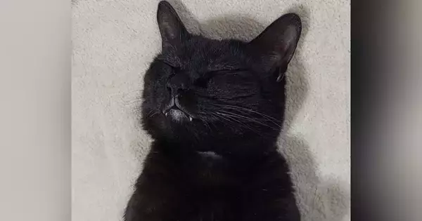 幸せそうな表情ですやすやと眠っていた猫→『おてて』を見たら…『尊い瞬間』に悶絶の声「やばい可愛すぎる」「ノックアウト～」と１万いいね