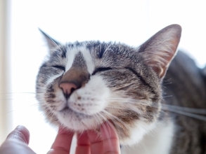 猫が撫でられたいと思っている『体のパーツ』5選 　愛猫を虜にする触れ方のポイントまで