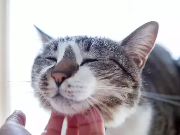 猫が撫でられたいと思っている『体のパーツ』5選 　愛猫を虜にする触れ方のポイントまで