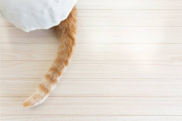 猫が撫でられたいと思っている『体のパーツ』5選 　愛猫を虜にする触れ方のポイントまで