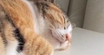 『何の音かと思ったら…』気持ちよさそうに眠っていた猫→『体の下』には……微笑ましすぎる瞬間に「ニヤけてしまったｗ」「おもろいｗｗ」の声