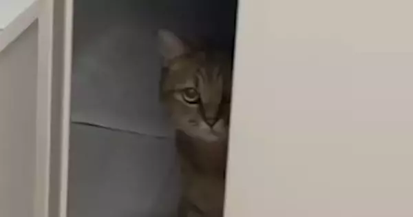 『掃除機が大嫌いな猫』→掃除機をかけようとすると…可愛すぎるリアクションに癒される人が続出「察知してんの凄い」「すごい不満そうｗ」