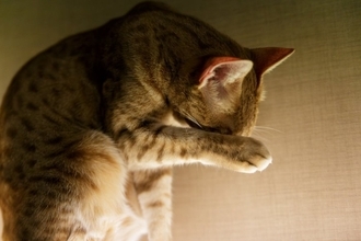 猫には『恥ずかしい』という気持ちはあるの？気まずさをゴマかすような仕草の意味まで解説