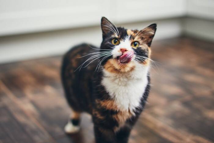 猫には『恥ずかしい』という気持ちはあるの？気まずさをゴマかすような仕草の意味まで解説