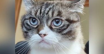 飼い主のお腹の上に乗る猫→体を少し揺らされると…『可愛すぎる反応』に3万3000いいね「演歌上手そうｗ」「不覚にも吹いてしまった」