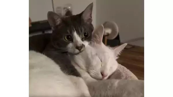『可愛すぎるバックハグ』ソファでまどろむ兄猫の背中に、妹猫がぴったり「付き合ってますね！」の声も