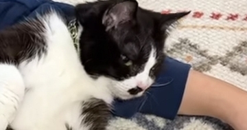 抱っこ好きのただの甘えん坊猫が『距離感バグり系猫』になるまで…『2年間の軌跡』に「どんどん進化してて笑うｗ」「命の恩人だもんね」