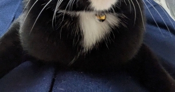 飼い主の膝の上でくつろぐネコ→『顔の形』を見たら…驚きの光景に「猫かどうかも怪しいな」「アニメの世界じゃんｗ」と笑う人が続出