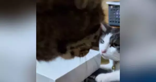 先輩猫に近づいた猫→『パンチ』が飛んできて…まるでコントのような『リアクション』が31万再生「やられ方がプロｗ」「前世はお笑い芸人」