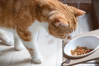 愛猫の『寿命を伸ばすための食事』4つのポイント　食は健康の基本！