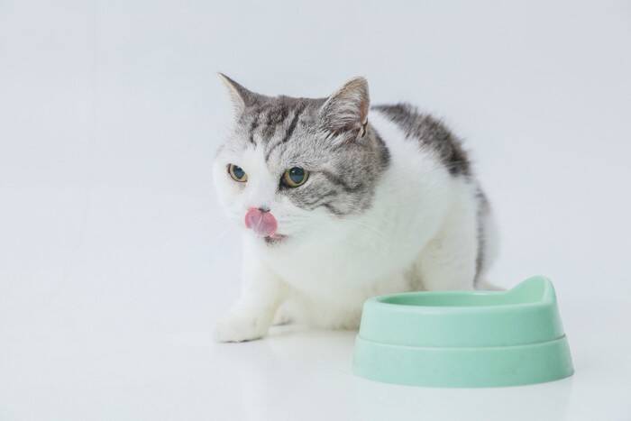 愛猫の『寿命を伸ばすための食事』4つのポイント　食は健康の基本！