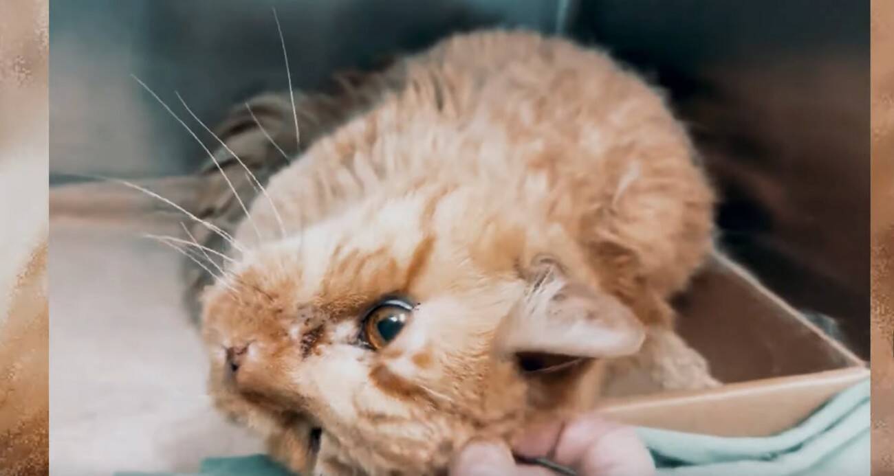 14歳で保護施設に引き渡された老猫…安楽死寸前に訪れた幸せなセカンドライフ