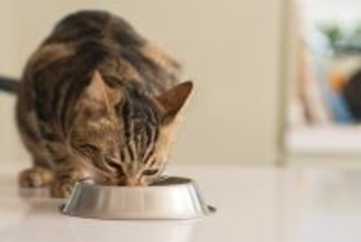 『食べ物をねだる猫』に我慢してもらうためのアイデア5選　効果的な理由やメリットまで
