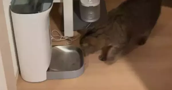 自動給餌器の前にやってきた猫→次の瞬間……思わず爆笑の『まさかの光景』が480万再生「相当腹ペコｗ」「主さんと同じ笑い声出たｗ」