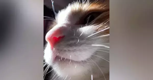 仮眠をしようと横になったら、猫がやって来て…幸せすぎる『休憩時間の光景』が152万再生「甘えん坊で可愛い」「天使だ」と悶絶の声