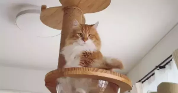 キャットタワーに登った猫→ボウルの中に足を入れると…まさかの『座り方』が133万再生「可愛すぎて吹いた」「何回見ても笑える」と爆笑