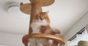キャットタワーに登った猫→ボウルの中に足を入れると…まさかの『座り方』が133万再生「可愛すぎて吹いた」「何回見ても笑える」と爆笑