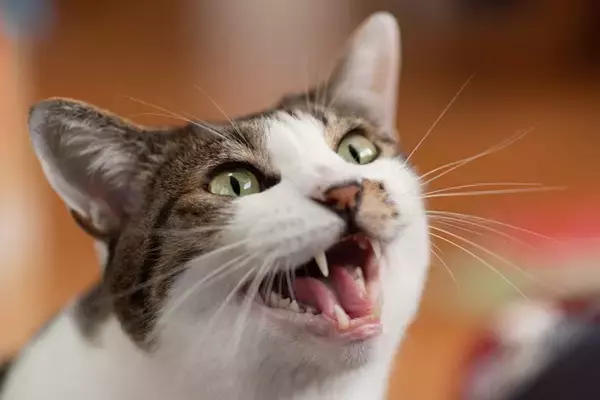 猫の『鳴き癖』に困ったときの対処法4選　鳴き止まない原因や接し方のポイント