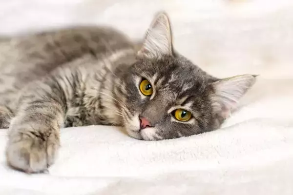 『猫エイズキャリア』に関する5つの知識　発症した場合の症状や注意すべきことまで解説