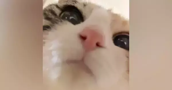 筒の中におやつを入れて『猫を撮影』→途中までいい感じだったのに…完全に予想外の展開が54万再生「ダメだニヤけるｗ」「最後で爆笑した」