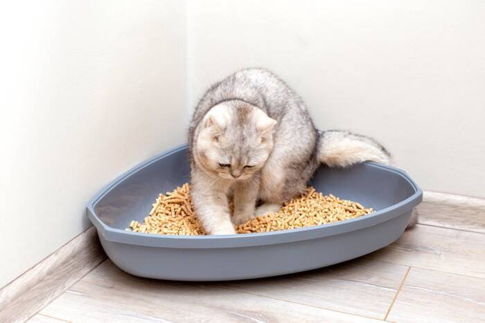 猫が喜ぶ『トイレの設置場所』の条件4選　愛猫にもたらすメリットや気を付けたいポイント
