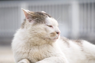猫が『寝たきりになった』場合にすべきこと4つ　必要となるお世話や備えておきたい心得