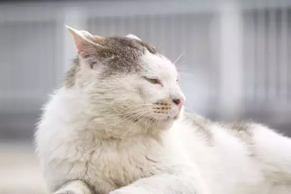 猫が『寝たきりになった』場合にすべきこと4つ　必要となるお世話や備えておきたい心得
