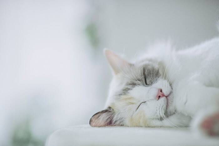 猫が『寝たきりになった』場合にすべきこと4つ　必要となるお世話や備えておきたい心得
