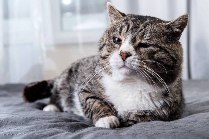 猫が『寝たきりになった』場合にすべきこと4つ　必要となるお世話や備えておきたい心得