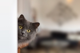 猫との『距離を取ったほうがいい』5つのタイミング　近付いてはいけない理由や適切な接し方まで