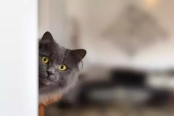 猫との『距離を取ったほうがいい』5つのタイミング　近付いてはいけない理由や適切な接し方まで