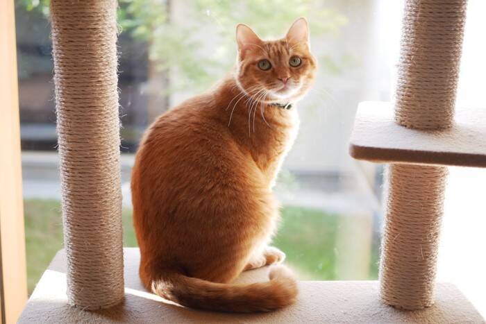 猫との『距離を取ったほうがいい』5つのタイミング　近付いてはいけない理由や適切な接し方まで