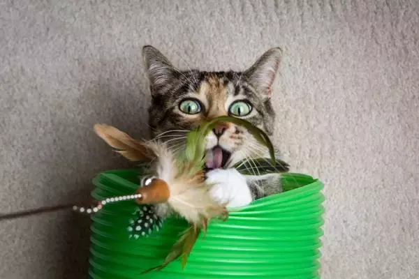 猫に使わせるのは『おすすめできない猫グッズ』3選　トラブルにつながる可能性や安全な選び方