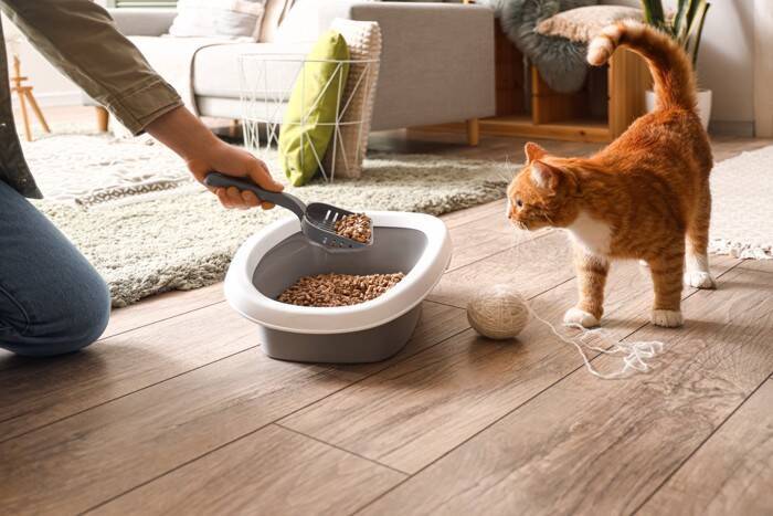 猫に使わせるのは『おすすめできない猫グッズ』3選　トラブルにつながる可能性や安全な選び方