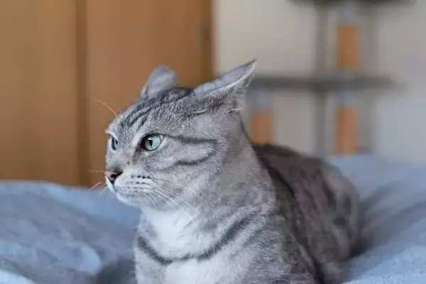 猫が『そっとしておいてほしい』ときに見せるサイン5選　どんな理由が考えられる？適切な距離の取り方も