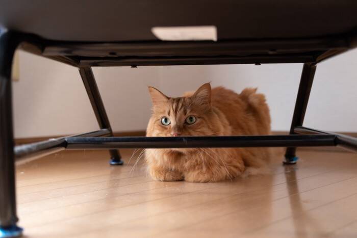猫が『そっとしておいてほしい』ときに見せるサイン5選　どんな理由が考えられる？適切な距離の取り方も