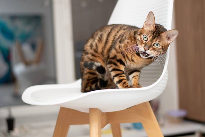 猫が『そっとしておいてほしい』ときに見せるサイン5選　どんな理由が考えられる？適切な距離の取り方も