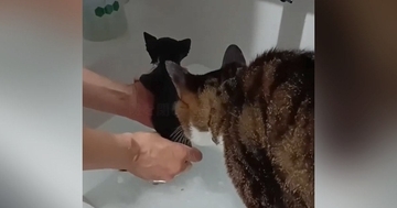 お風呂で子猫が鳴いていると…水が大嫌いな兄猫がとった『信じられない行動』に「うるうるしちゃった」「素敵なお兄ちゃんに感動」と33万再生