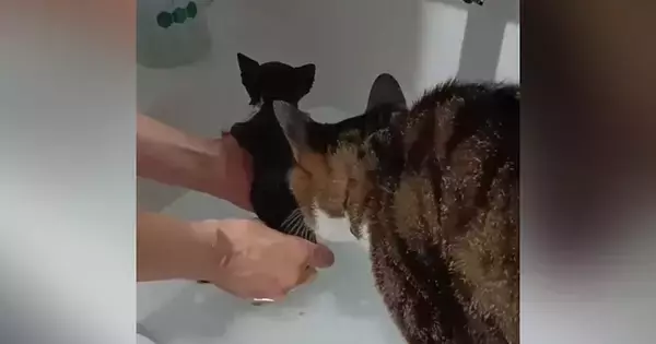 お風呂で子猫が鳴いていると…水が大嫌いな兄猫がとった『信じられない行動』に「うるうるしちゃった」「素敵なお兄ちゃんに感動」と33万再生