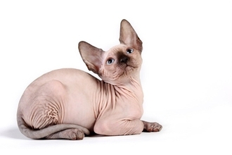 『変わった特徴を持つ猫種』3選　見た目だけでなく、他の猫にはない行動をする品種も